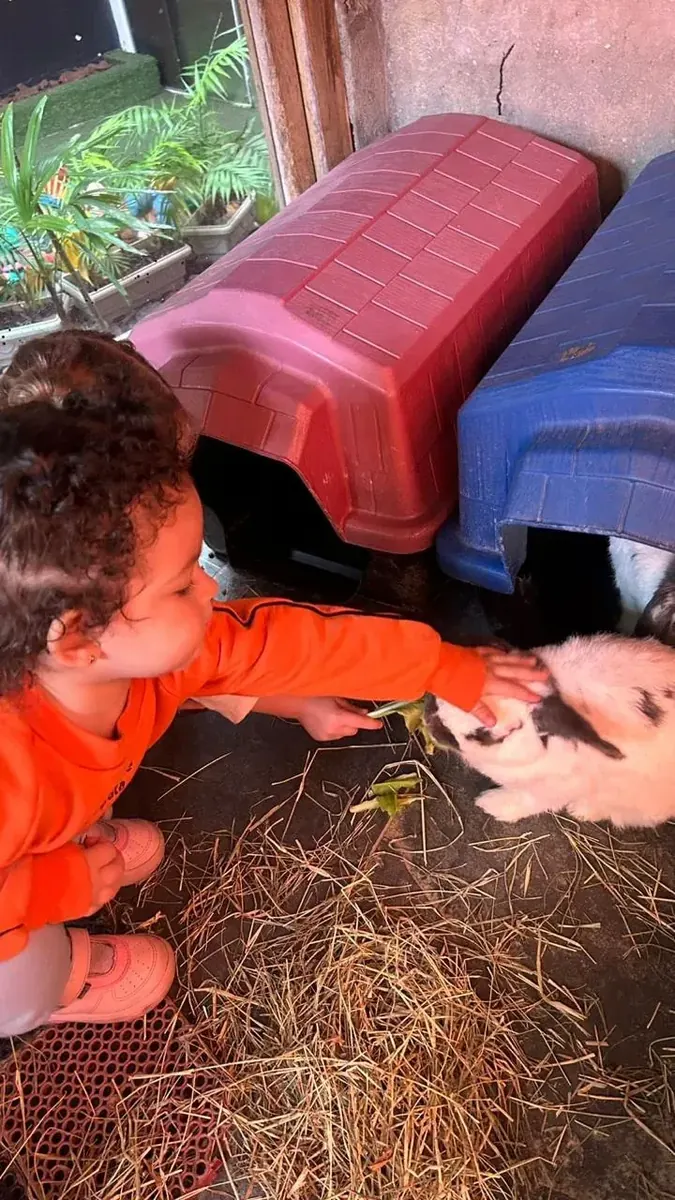 Criança da Educação Infantil dando folhas e fazendo carinho num coelho no espaço de convívio com animais